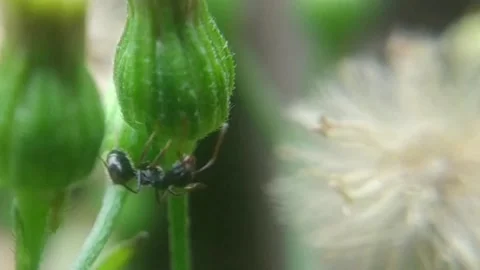 Ant Stock Footage 228879507