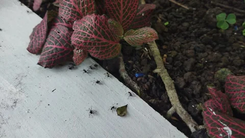 Ant Video stock 239618065