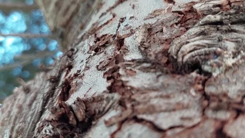 Ant Video stock 246554547