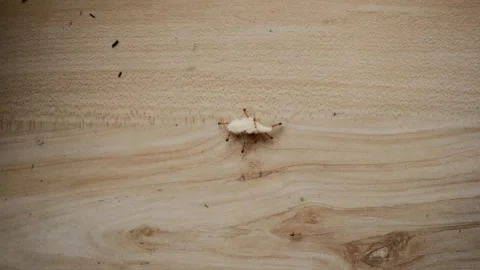 Ant Stock Footage 255753766