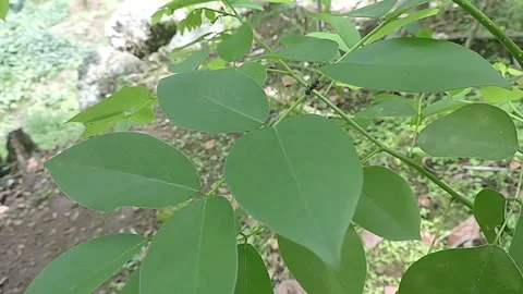 Ant Stock-Footage 279178272