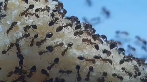 Ant Stock Footage 298944992