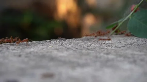 Ant Stock Footage 324531739