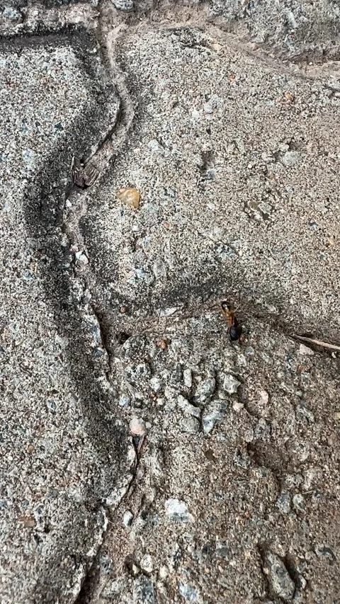 Ant Video stock 328645455