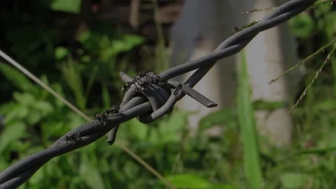 Ant foragers insects nature Stock Footage 93440107