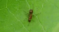 Ant (Formica incerta) Worker 1 HD Footage