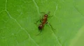 Ant (Formica incerta) Worker 2 HD Footage