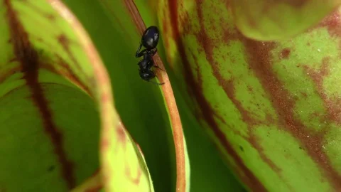 Ant gathering nectar from the Northern Pitcher Plant, E USA Stockbeeldmateriaal 79450358