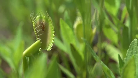 An ant getting eaten by a venus fly trap Stockbeeldmateriaal 90163783