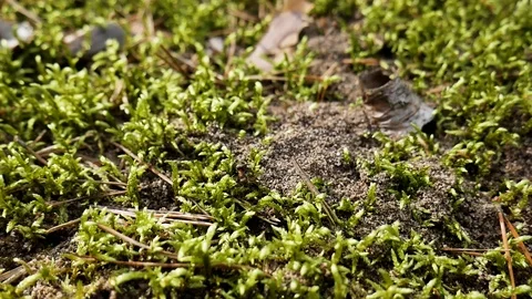 The ant goes home Stock Footage 94491019
