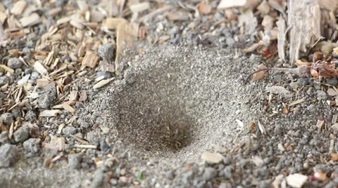 The ant goes through ant-lion cone and escapes Stock Footage 63427702