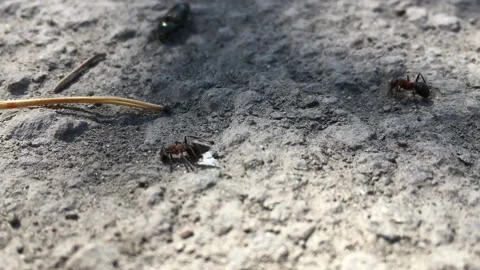 An ant grabbed a beetle by a mustache Stock Footage 132025569