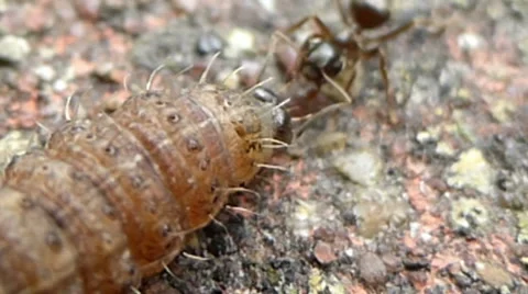 Ant grabs moth caterpillar's face and the caterpillar jumps back 10 of 10 Stock Footage 43425185