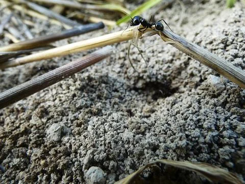 Ant on a grass branch Stock Photos