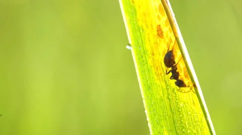 Ant on grass eating larvae Stock Footage 39380321