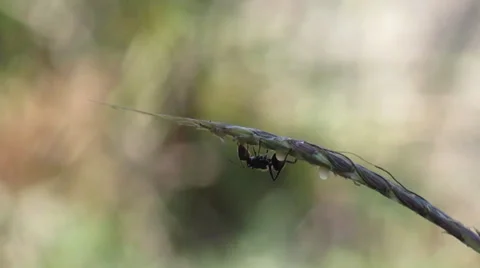 Ant on grass Stock Footage 33313909
