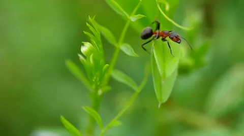 Ant in the grass Stock Footage 43179210