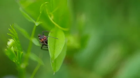 Ant in the grass Stock Footage 43180432
