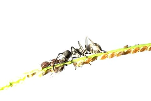 Ant on grass isolated Stock Photos