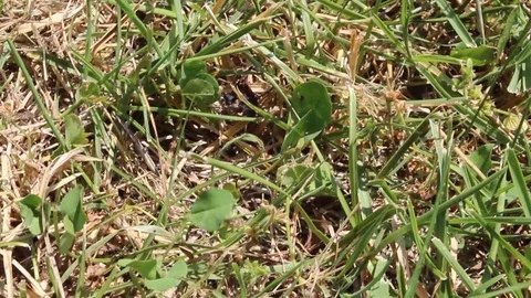 Ant on the grass in spring Video stock 76129510