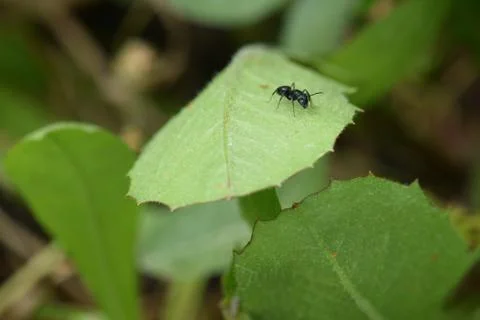Ant on green leaf Foto stock