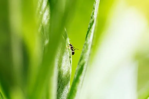 Ant on green leaf Stock Photos