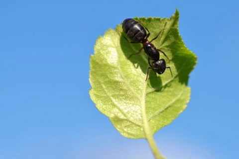 Ant on the green leaf. Stock Photos