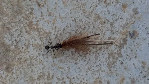 Ant grips a dried herb in its strong mandibles and walks along the wall to build Video stock 333793052