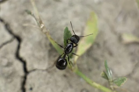 Ant on the ground close up Stock Photos