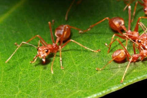 Ant group Stock Photos