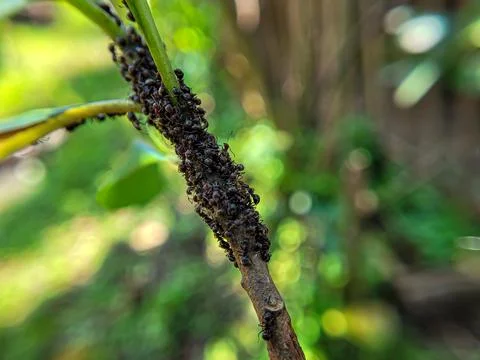 The ant group Stock Photos