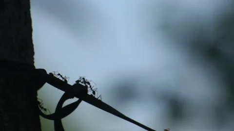 An ant group in shillhoute Stock Footage 273494306