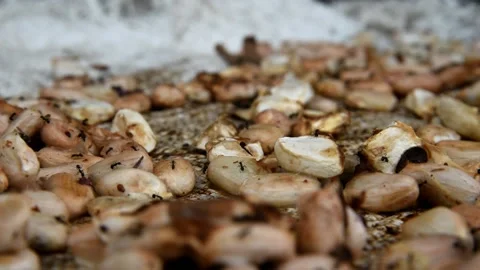 Ant groups running on the drying cacao beans. Stock Footage 156845262