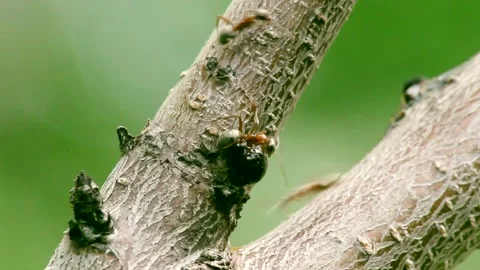 The ant guards the shield Stock Footage 148007500