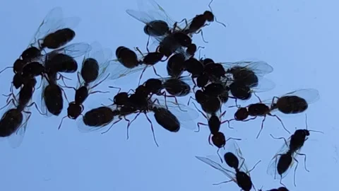 Ant habit 库存影片 220802608