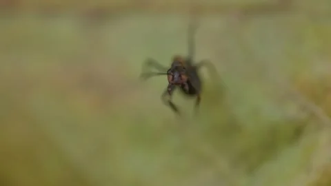 Ant hanging by one leg facing camera Stock Footage 317216203