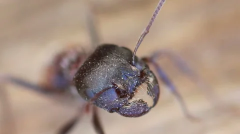 Ant Head Video stock 47861770