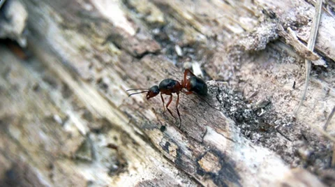 Ant hiding 库存影片 37833368