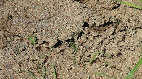 Ant hill 1 Video stock 31923007