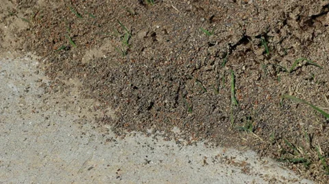 Ant hill 3 Stockbeeldmateriaal 31926030