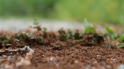 Ant Hill Close Up Stock Footage 37841750