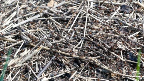 Ant hill close up footage Stock-Footage 89713341