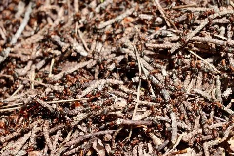 Ant hill close up Stock Photos