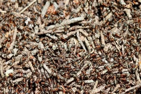 Ant hill close up Stock Photos