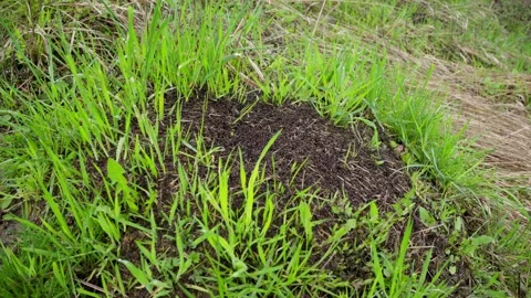 Ant-hill. Close up view onto big forest fire ants working. 스톡 동영상 238924355