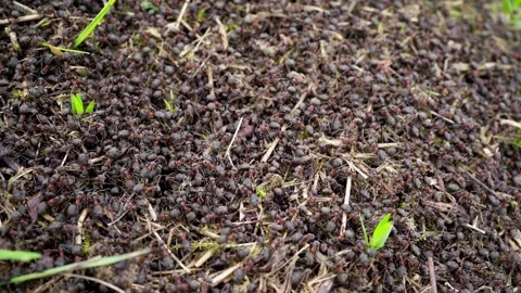 Ant-hill. Close up view onto big forest fire ants working. 스톡 동영상 238924366