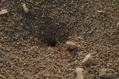 Ant Hill CU Stock Footage 278282054