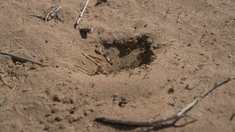 Ant hill in the desert Stock Footage 126945327