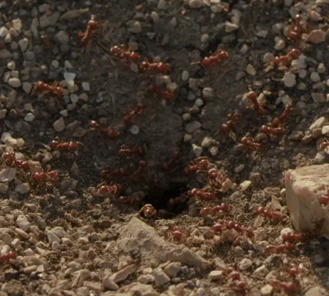 Ant Hill ECU Stock Footage 278278331