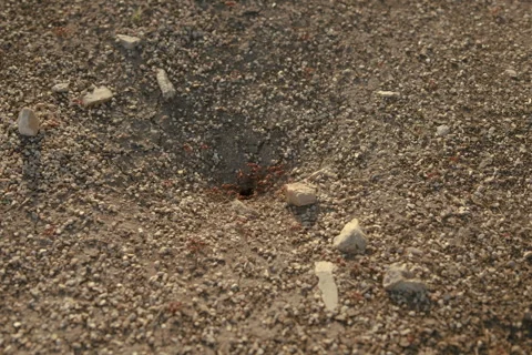 Ant hill FF Stock Footage 278282118
